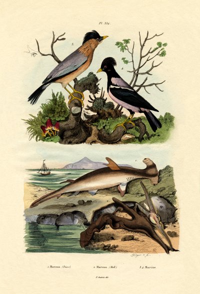 Pörölycápa, 1833-39 alkotó: French School